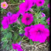 ヒメ日記 2025/09/09 20:17 投稿 宮本　さやか 東京ローズマリー