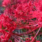 ヒメ日記 2025/10/10 09:57 投稿 宮本　さやか 東京ローズマリー