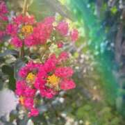 ヒメ日記 2025/11/13 09:57 投稿 宮本　さやか 東京ローズマリー