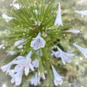 ヒメ日記 2025/08/11 19:14 投稿 宮本 ローズマリー大塚