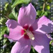 ヒメ日記 2025/08/22 12:54 投稿 宮本 ローズマリー大塚