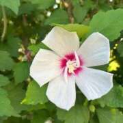 ヒメ日記 2025/09/03 11:54 投稿 宮本 ローズマリー大塚