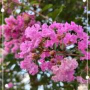 ヒメ日記 2025/10/16 10:24 投稿 宮本 ローズマリー大塚