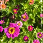 ヒメ日記 2025/10/24 10:04 投稿 宮本 ローズマリー大塚