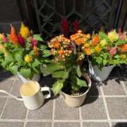 ヒメ日記 2025/07/24 11:42 投稿 てんか 熟女の風俗最終章 新宿店