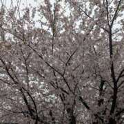 ヒメ日記 2026/04/02 08:48 投稿 藤川 モアグループ所沢人妻城