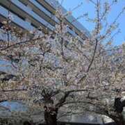 ヒメ日記 2026/04/03 09:57 投稿 藤川 モアグループ所沢人妻城