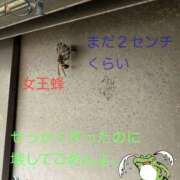 ヒメ日記 2026/04/29 17:20 投稿 松岡みつる セカンドパートナー本店