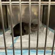 ヒメ日記 2026/01/19 07:34 投稿 東城あきな HYPER TOKYO