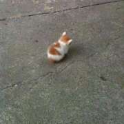 くみ ※無題 エンジェルシリカ