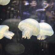 ヒメ日記 2025/07/24 18:09 投稿 まろん ラブハーレム(水戸)