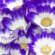 ヒメ日記 2025/08/03 23:31 投稿 まお☆極上ふわふわおっぱい 愛ドル学園　☆制服着たまま部☆