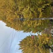 ヒメ日記 2025/11/24 07:58 投稿 浅野 HERMINE-エルミネ-