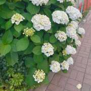 ヒメ日記 2026/05/25 17:54 投稿 浅野 HERMINE-エルミネ-