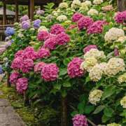 ヒメ日記 2026/06/01 10:48 投稿 浅野 HERMINE-エルミネ-