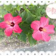 ひまり 明日10時半からおります🍀 モアグループ川越人妻花壇