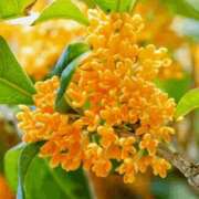 まり ごめんなさい 甲府人妻隊