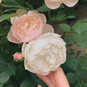 ヒメ日記 2026/05/12 15:11 投稿 直江 Anemone（アネモネ）