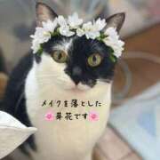 ヒメ日記 2025/08/10 01:25 投稿 めいか 大和人妻城