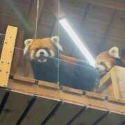 ヒメ日記 2025/08/12 20:36 投稿 めいか 大和人妻城