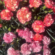 ヒメ日記 2025/07/24 03:31 投稿 ゆる 東京♂風俗の神様 町田・相模原店