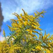 ヒメ日記 2025/11/05 02:00 投稿 紬★ Club夢