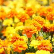 かほ ありがとう🌺 奥様はエンジェル　国分寺店