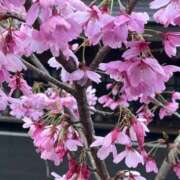 ヒメ日記 2026/03/23 20:38 投稿 高城 熟女の風俗最終章 新横浜店