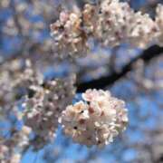 ヒメ日記 2026/04/03 12:22 投稿 高城 熟女の風俗最終章 新横浜店