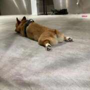 千尋（ちひろ） ばたんきゅ〜……申し訳なき ビッグバード