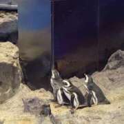 ヒメ日記 2025/09/20 17:04 投稿 つぐみ ハンドキャンパス池袋