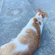 ヒメ日記 2025/07/29 17:17 投稿 溝口ちさと 五反田ヒーローズ（ユメオト）