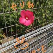 ヒメ日記 2025/07/26 22:27 投稿 せりあ 完熟ばなな 立川