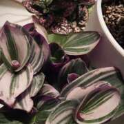 ヒメ日記 2025/08/05 10:50 投稿 ゆず汰 五反田痴女性感フェチ倶楽部