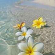 ヒメ日記 2025/08/25 10:46 投稿 きき 丸妻 横浜本店