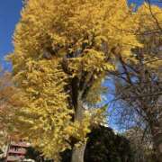 さき こんにちは🍁 東京人妻セレブリティ（ユメオト）