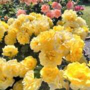 ヒメ日記 2026/01/06 13:27 投稿 ライ ドMな奥様 名古屋・錦店