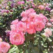 ヒメ日記 2026/01/06 19:17 投稿 ライ ドMな奥様 名古屋・錦店