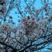 ヒメ日記 2026/04/05 08:16 投稿 ゆきほ ニューヨークニューヨーク