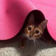 ヒメ日記 2025/11/20 17:47 投稿 石川あさ美 ローテンブルク