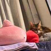 ヒメ日記 2026/02/22 00:15 投稿 石川あさ美 ローテンブルク