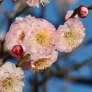 ヒメ日記 2026/03/01 07:44 投稿 石川あさ美 ローテンブルク