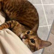 ヒメ日記 2026/03/24 21:15 投稿 石川あさ美 ローテンブルク