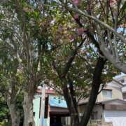 ヒメ日記 2025/10/19 12:07 投稿 しおん ZERO