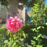 ヒメ日記 2025/08/29 05:40 投稿 白雪姫【シラユキヒメ】 LOVEキタ兎我野店