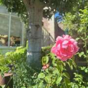 ヒメ日記 2025/09/17 22:22 投稿 白雪姫【シラユキヒメ】 LOVEキタ兎我野店