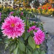 白雪姫【シラユキヒメ】 🌷お詫びと感謝🌷 LOVEキタ兎我野店