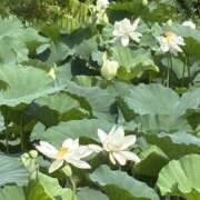 ヒメ日記 2025/08/23 21:15 投稿 武田 まゆみ ベストマダム東金店