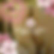 ヒメ日記 2026/03/12 18:40 投稿 ラン 煌-kirameki-