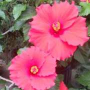 ヒメ日記 2025/10/12 18:11 投稿 篠田 まや 川崎南町人妻高級ソープ エル・カーヒル(ELCURHIL)秘密の刻